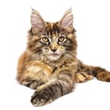 Chat Maine coon
